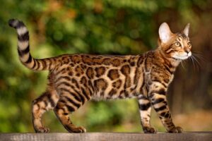 12 Cats That Look Like Leopards With Pictures