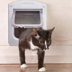 How To Train A Cat To Use A Cat Door | Cat Door Training