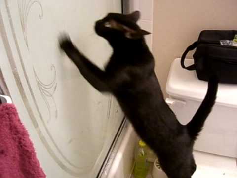 cat clawing at door