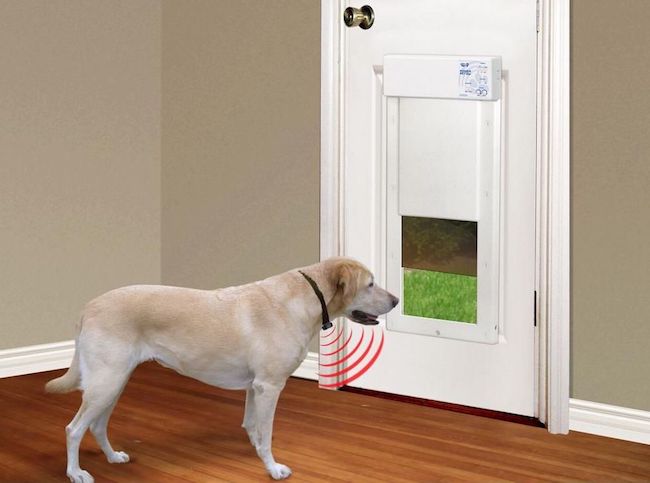 How To Keep Cat From Using Dog Door 