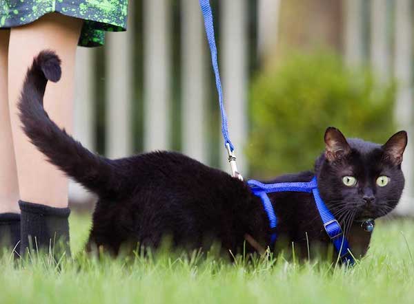 The 11 Best Cat Leashes of 2020 - Cat Loves Best