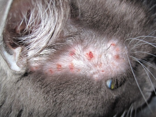 Why Is My Cat Losing Hair Symptoms Causes Treatment