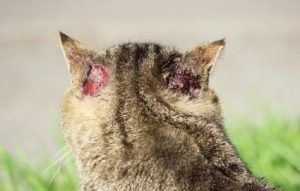 The 11 Common Ear Problems in Cats (Signs and Types)