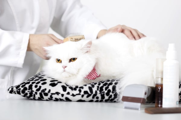 The 10 Best Cat Grooming Tools of 2022 