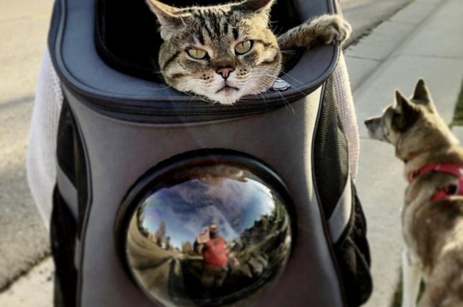 dome cat backpack