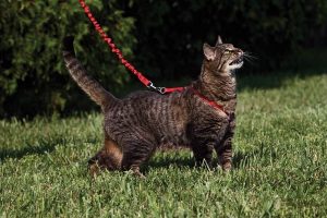 How to Put on a Cat Harness?