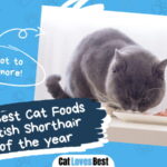 Cat Foods for British Shorthair Cats