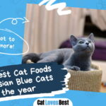 Best Cat Foods for Russian Blue Cats