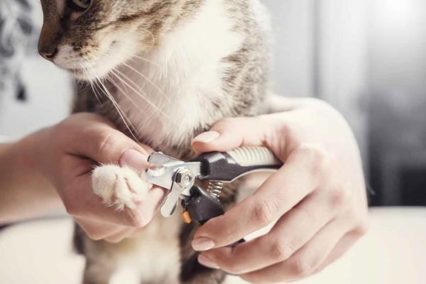 nail clippers for cats reviews