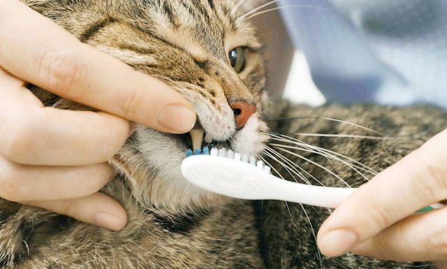 best cat toothpaste for gingivitis