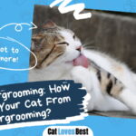 Cat Overgrooming