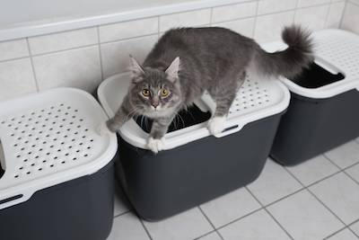 Cat Refusing Litter Box