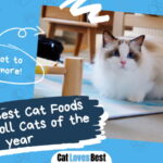 Best Cat Foods for Ragdoll Cats