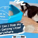 Stop Your Cat From Getting Litter Everywhere