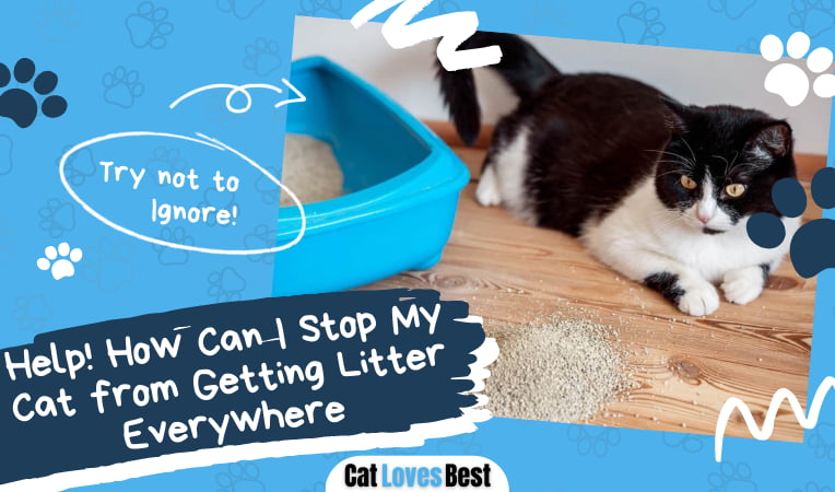 Stop Your Cat From Getting Litter Everywhere