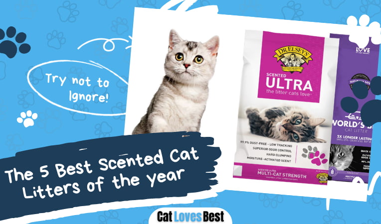 Best Scented Cat Litters