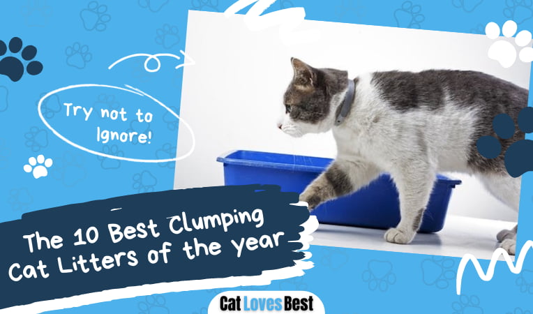 Best Clumping Cat Litter