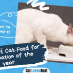 Best Cat Food for Constipation