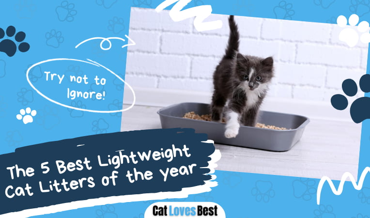 Best Lightweight Cat Litter