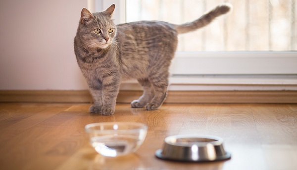 Why Won t My Cat Drink Water From Her Bowl 