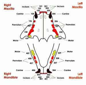 How to Determine Cat Age by Teeth?