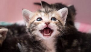 Do Cats Lose Teeth? Is It Normal?