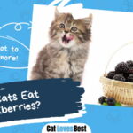 Can Cats Eat Blackberries