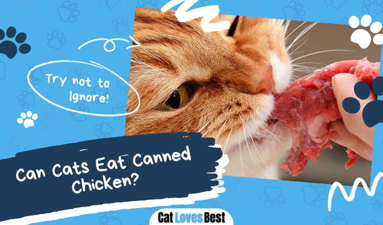 Can Cats Eat Canned Chicken Or Can They Cause Problems Cat Loves Best