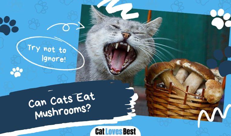 Can Cats Eat Mushrooms