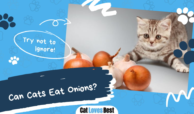 Can Cats Eat Onions