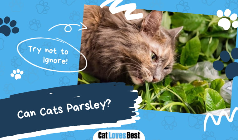 Can Cats Eat Parsley