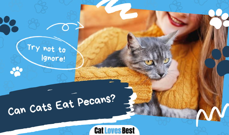 Can Cats Eat Pecans