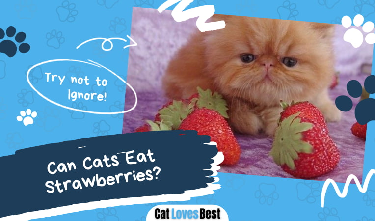 Can Cats Eat Strawberries