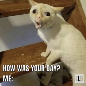 Kitten Memes, That Will Make You ROFL