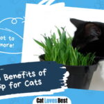 Benefits of Catnip for Cats