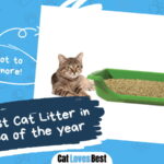 Best Cat Litter in Australia