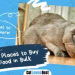 Best Places to Buy Cat Food in Bulk