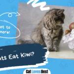 Can Cats Eat Kiwi