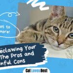 Laser Declawing Your Cat