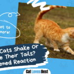 Why Do Cats Shake Or Vibrate Their Tails