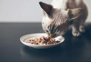 9 Best Homemade Cat Food Recipes for Senior Cats