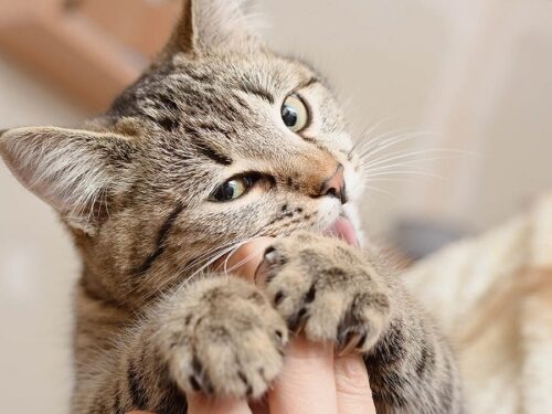 why-does-my-cat-chew-on-my-fingers-9-exciting-reasons