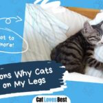 15 reasons why cats sleep on your legs