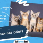 Abyssinian Cat Colors