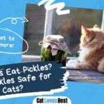 Can Cats Eat Pickles