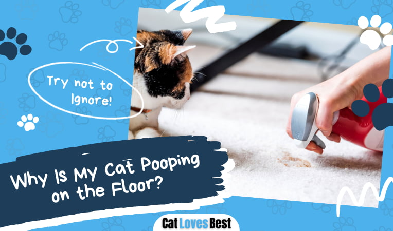 Cat Pooping on the Floor