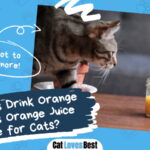 Cats Drink Orange Juice