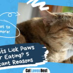 Cats Lick Paws after Eating