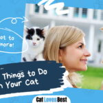 Fun Things to Do With Your Cat