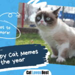 Grumpy Cat Memes